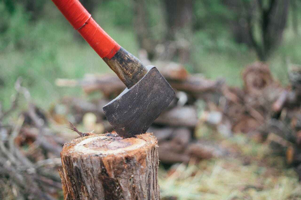 Best Tree Branch Trimming  in Groves, TX